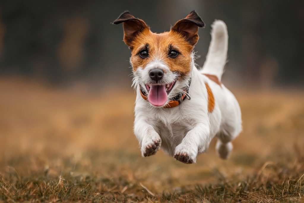 A Jack Russell Terrier mid leap in a grassy field.